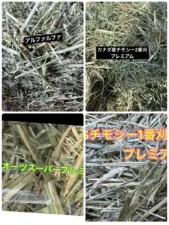 Item thumbnail for item 070172e9-64e8-4978-86cc-ed6dd7afbf9a