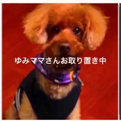 ゆみママさんご専用