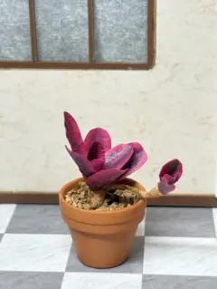 ミニチュア　観葉植物　ネオレゲリア　　ファイヤーボール　紙　鉢植え