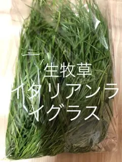 Item thumbnail for item 4d64a875-e396-4476-8f25-a11771cda028