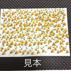 押し花素材☆メラスフェルラ＊短め・小さめ☆*:.。メルカリ便