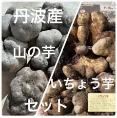 2025年最新】つくね芋 種芋の人気アイテム - メルカリ