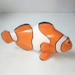 カクレクマノミ