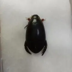 トビイロゲンゴロウ コブスジコガネ 2頭セット 南西諸島産