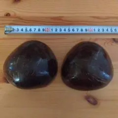 フラダンス　椰子の実