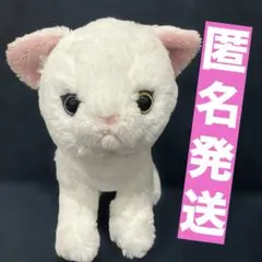 サンレモン　kitten　キトン　ぬいぐるみ　猫　オッドアイ　シロネコ
