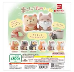 まんじゅうたぬき