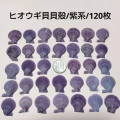 ヒオウギ貝貝殻