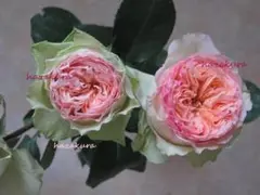 バラ接ぎ木新苗 ジュリアベイビー 切り花廃番品種