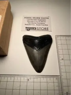 サメの歯 化石 アメリカ産