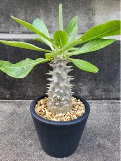 パキポディウム デンシフローラム 塊根植物
