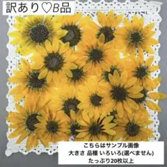 押し花♡No367♡訳あり♡B品♡ミニひまわり