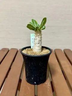 パキポディウム・タッキー種子10粒 6月18日採種③ パキポディウム タッキー Pachypodium 'Tackyi' 20200814 | SPG