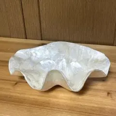 天然シェル　トレー　小物入れ