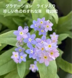 2025年最新】わすれな草 苗の人気アイテム - メルカリ