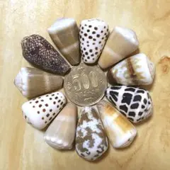 天然 巻貝 貝殻11個 ヤドカリの家 工作 ハンドメイド