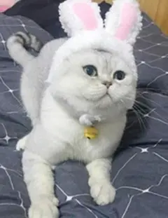 Item thumbnail for item 5bb9e854-c58a-48b8-9efc-24af3fb12ae1