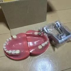 歯科　模型　小児用模型　矯正