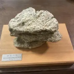 南極の石　1390グラム