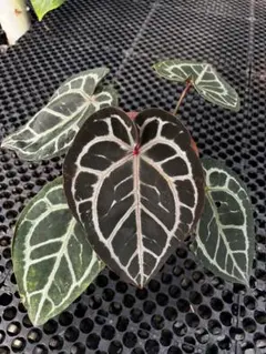 2025年最新】anthurium zaraの人気アイテム - メルカリ