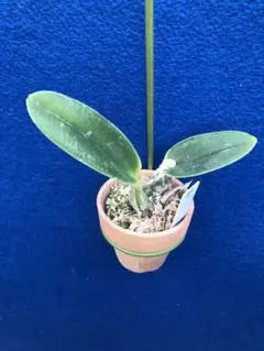 カトレア ワルケリアナ sib