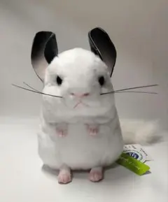 吉徳　チンチラ