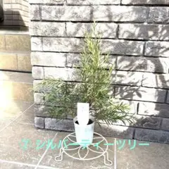 ⑦ レプトスペルマム シルバーティーツリー 苗 クリスマスツリーとしても☆彡