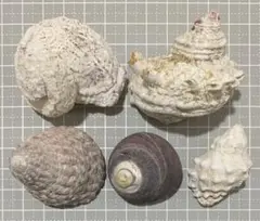 【3】天然ヤドカリハウス 貝殻セット 5個入り