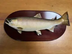 ヤマメ　山女魚　剥製　利根川　37cm