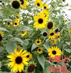大雪山 シロタエヒマワリ 種 100粒