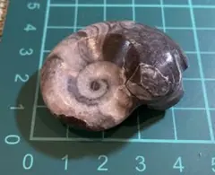 アンモナイト化石