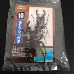 2025年最新】トリバネアゲハの世界の人気アイテム - メルカリ