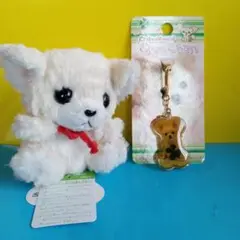 チワワ フォンテーヌとくーちゃん