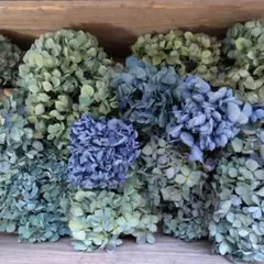 紫陽花ドライフラワー♪2