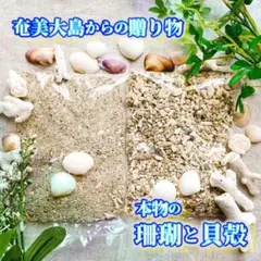 #12【海満喫セット】奄美大島から贈り物　自然の海からできた自然な珊瑚×貝殻の砂