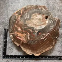 天然石　珪化木　スライス