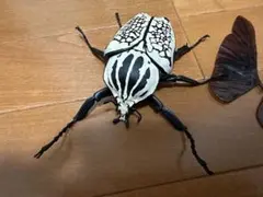 コレクションシリーズ　ゴライアスオリエンタリス- 2025年最新】ゴライアスオリエンタリスの人気アイテム - メルカリ