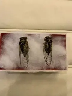 週末限定セール　昆虫標本　エチゴエゾゼミ 週末限定セール 昆虫標本 エチゴエゾゼミ semisizehikaku.jpg