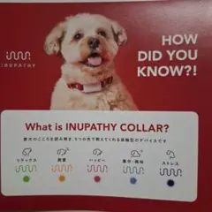 INUPATHY イヌパシー ベージュ 首輪 Sサイズ INUPATHY Collar – イヌパシー
