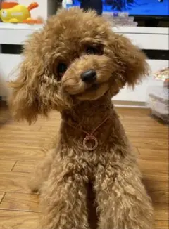 みゆ様確認∩^ω^∩