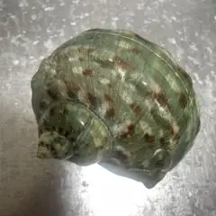 リュウテンサザエ　貝殻