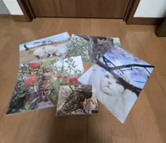 岩合光昭さん【未使用】　ふるさとの猫　クリアファイル・ポストカード