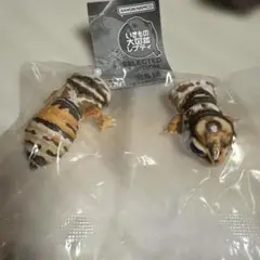 ●ネコポス● いきもの大図鑑レプティ　爬虫類　ガチャ