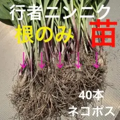 お値下げ 行者ニンニク 根のみ 苗 ネコポスサイズ 40本〜