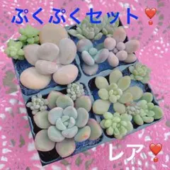 多肉植物❣️レアぷくぷくカット苗 美人 ロココ パキフィツム ピンク紅葉