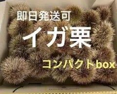 今の時期のみ！季節物　栗のイガ　イガ栗　イガクリ　毬栗　小さめ　コンパクトbox