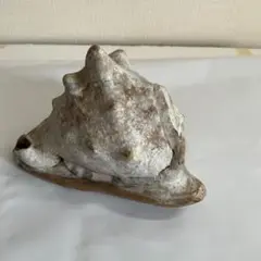 貝の置物