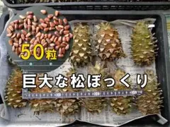 2025年最新】朝鮮五葉松 松の実の人気アイテム - メルカリ
