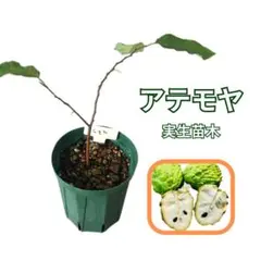 アテモヤ 実生苗木 ATEMOYA 森のアイスクリーム 希少果樹 バンレイシ科