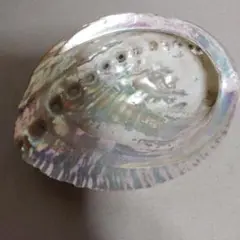 エゾアワビの貝